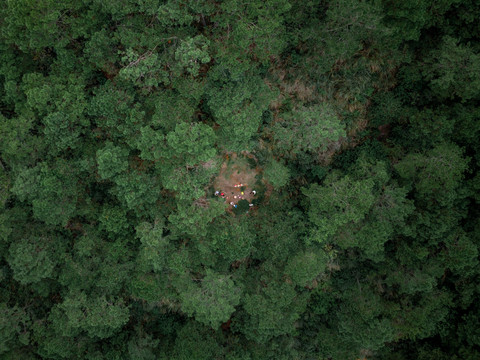 松树林原始森林休憩自然绿色航拍