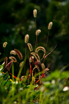 野草