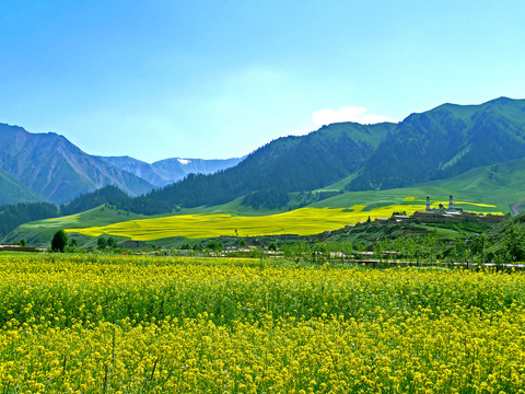 美丽的祁连油菜花