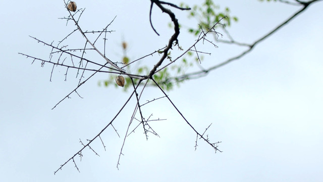 季节交错的树