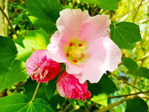 花卉木芙蓉