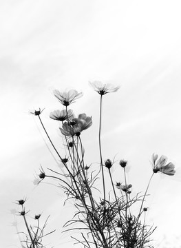 黑白花朵装饰