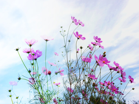 波斯菊