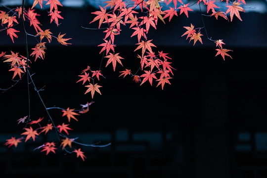 曲院风荷秋色