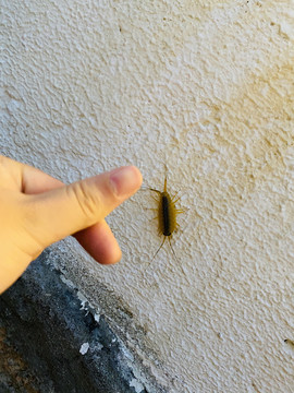 海蟑螂