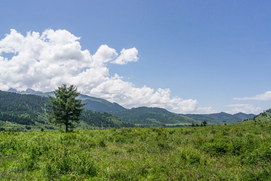 小树