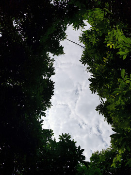 仰望树影天空