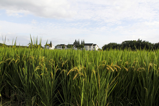 稻米乡村人家