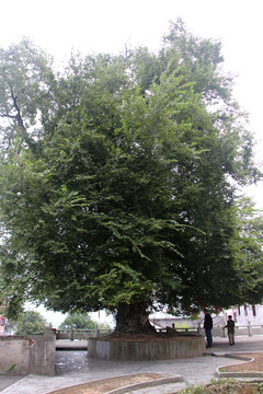 千年青檀树