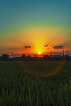 稻田日落