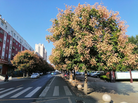 开花的栾树