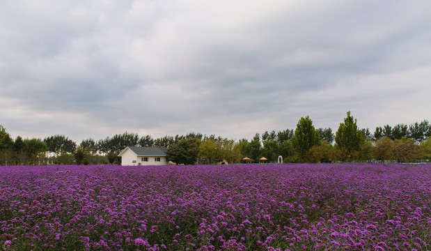 大片紫色花海中的房子
