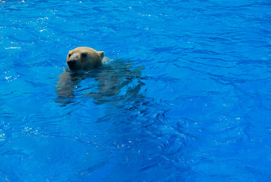 北极熊游泳