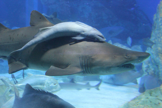鲨鱼母子