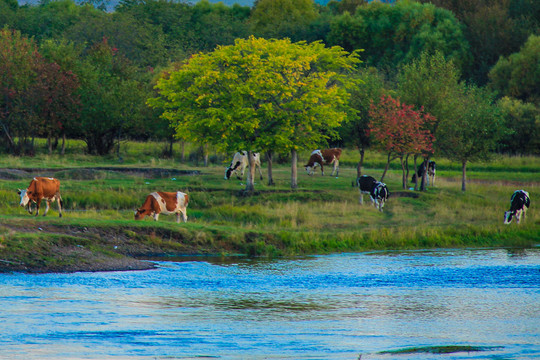河畔的牛