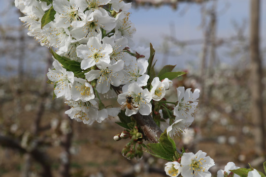 苹果花