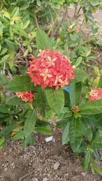 龙船花