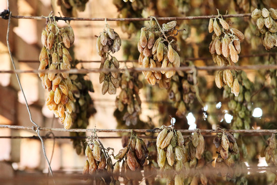 吐鲁番葡萄干晾房挂架上的葡萄干