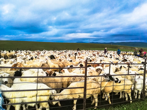 草原羊羊圈