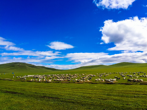 一群羊草原