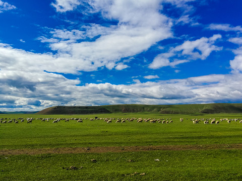 草原一群羊