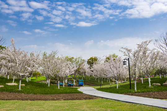 公园步道樱花园