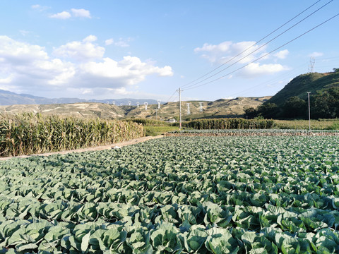 乡村农业蔬菜种植基地