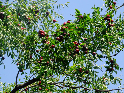 大红枣树