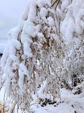 冰雪白桦树