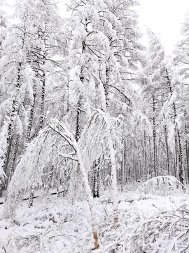 冰雪白桦树