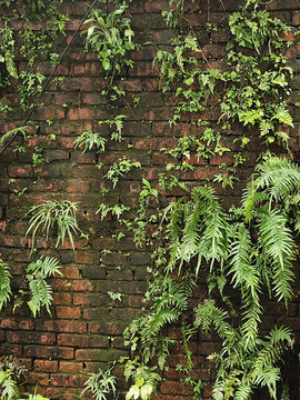 老植物墙