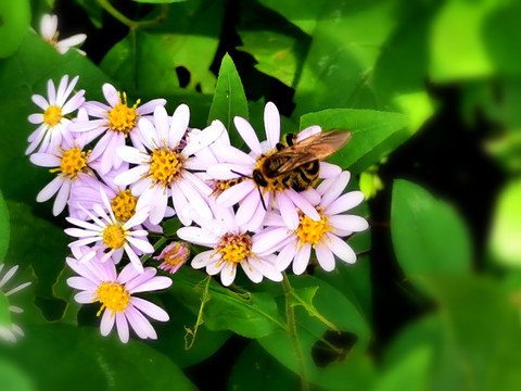 紫菀与蜜蜂