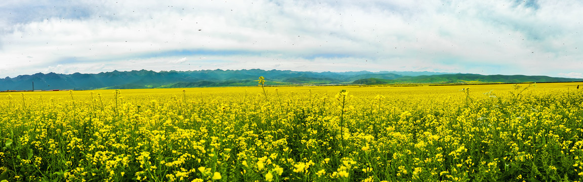 油菜花全景图