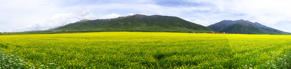 全景图油菜花海