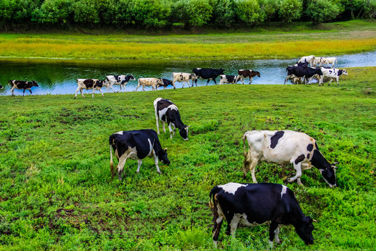 河流河边牛群