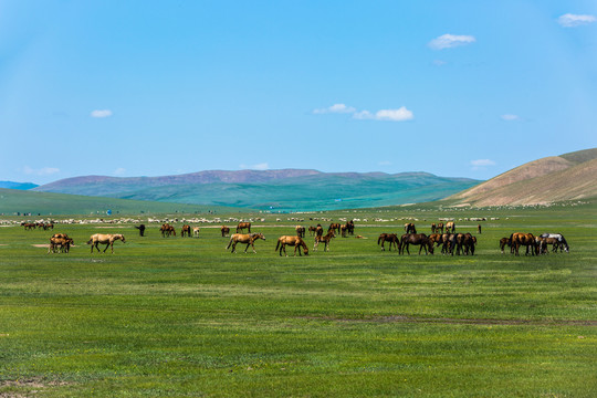 草原吃草的马群