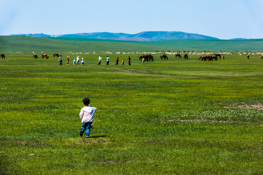 草原游客儿童马群