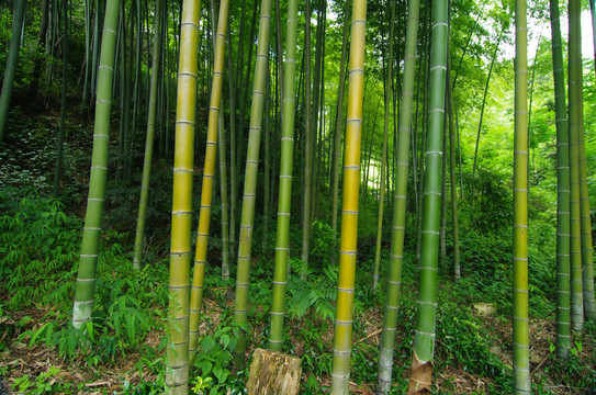 绿竹林