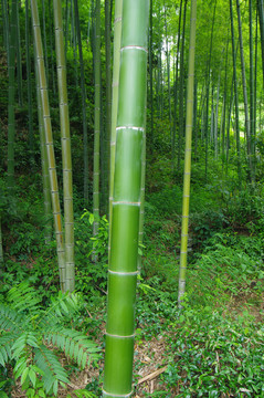 绿竹林