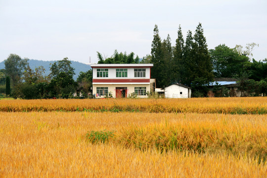 农家稻田