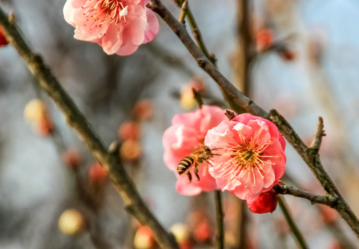 蜂恋冬梅