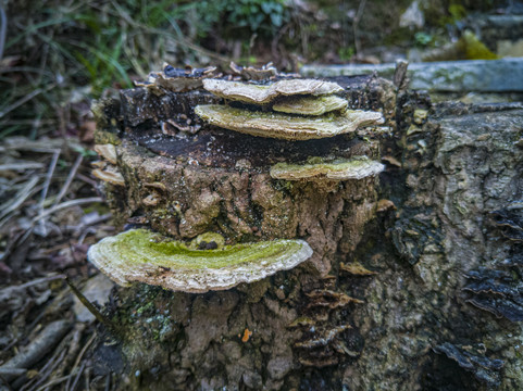 野生菌