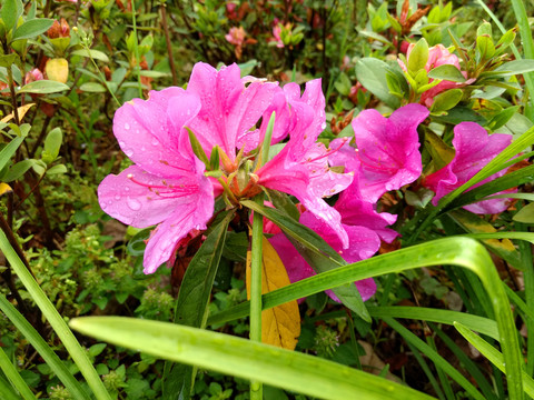 雨中的杜鹃花