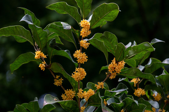 桂花