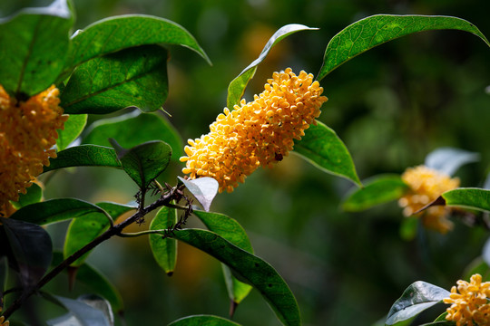 桂花
