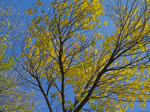 树上的黄色叶子
