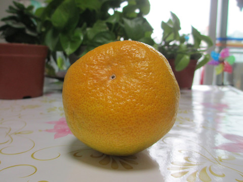 橘子