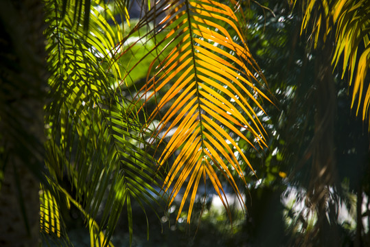 棕榈叶背景