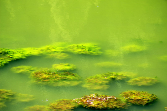 翠绿湖水