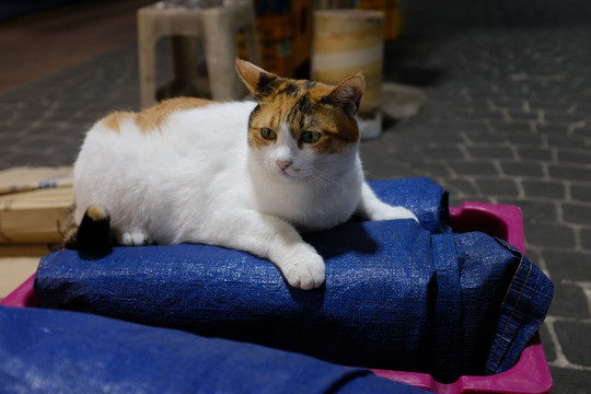 猫